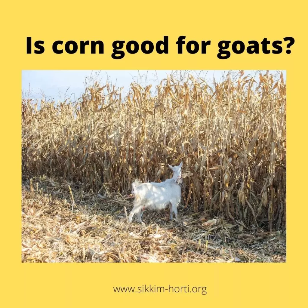Is corn good for goats ?