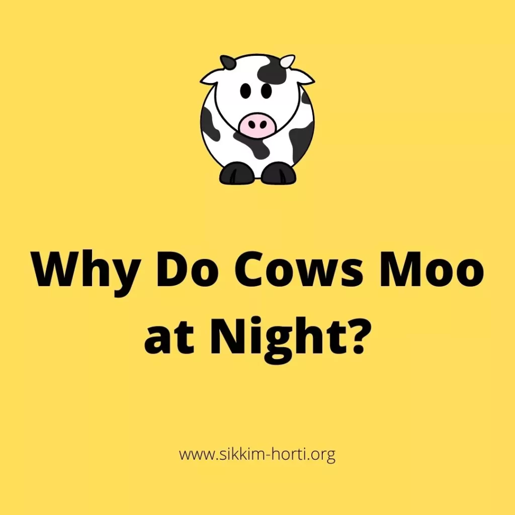Why Do Cows Moo At Night