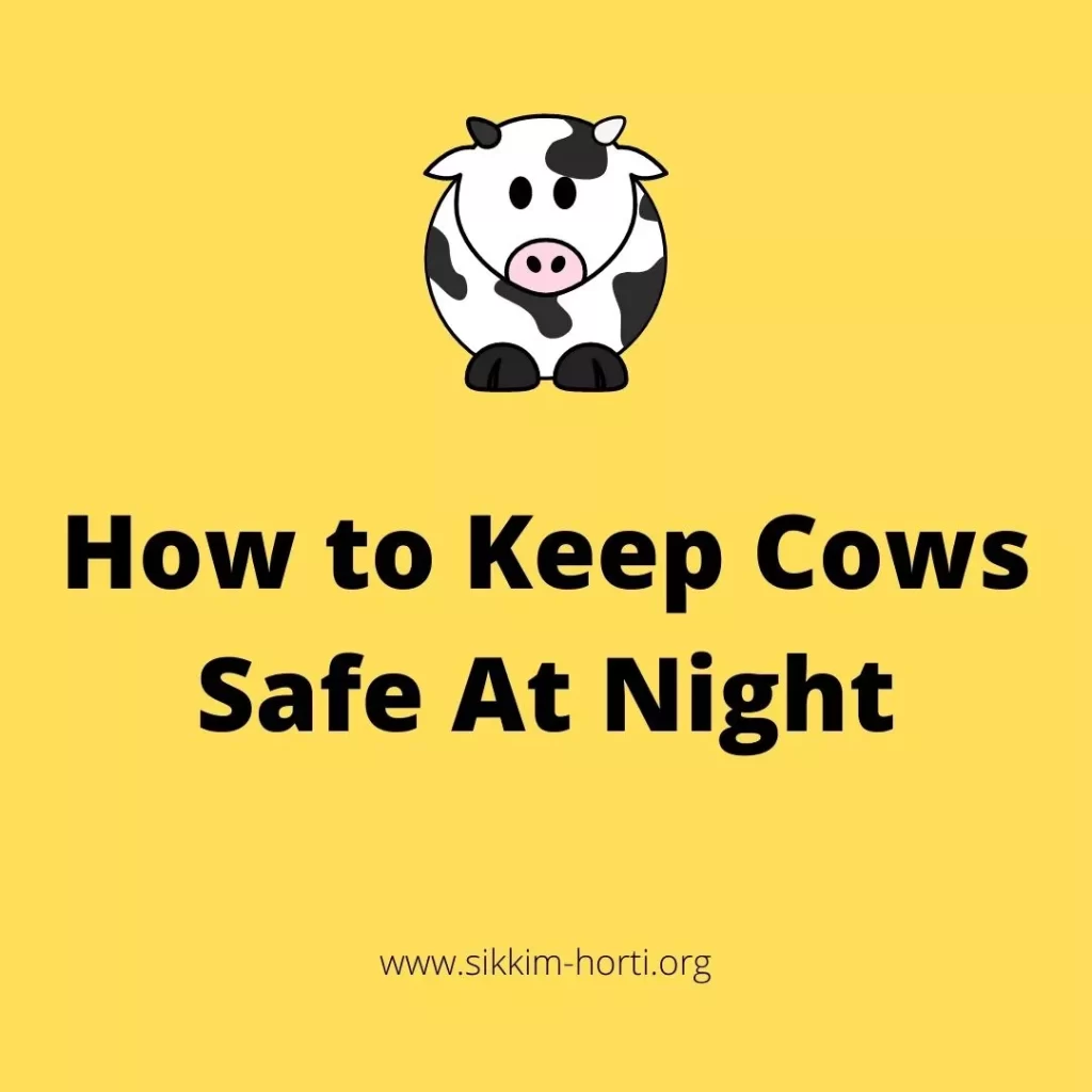 Why Do Cows Moo at Night?