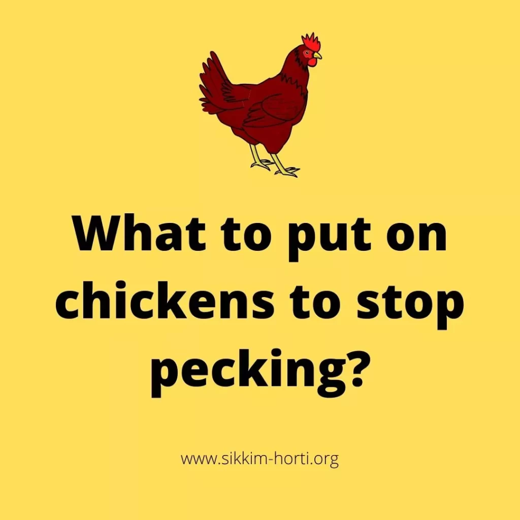 Why Do Chickens Eat Feathers?