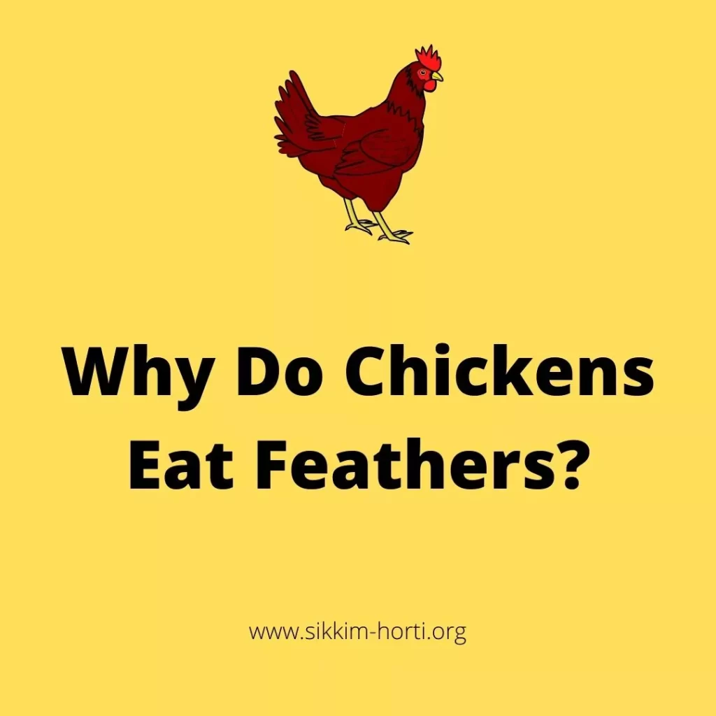 Why Do Chicken Eat Feathers
