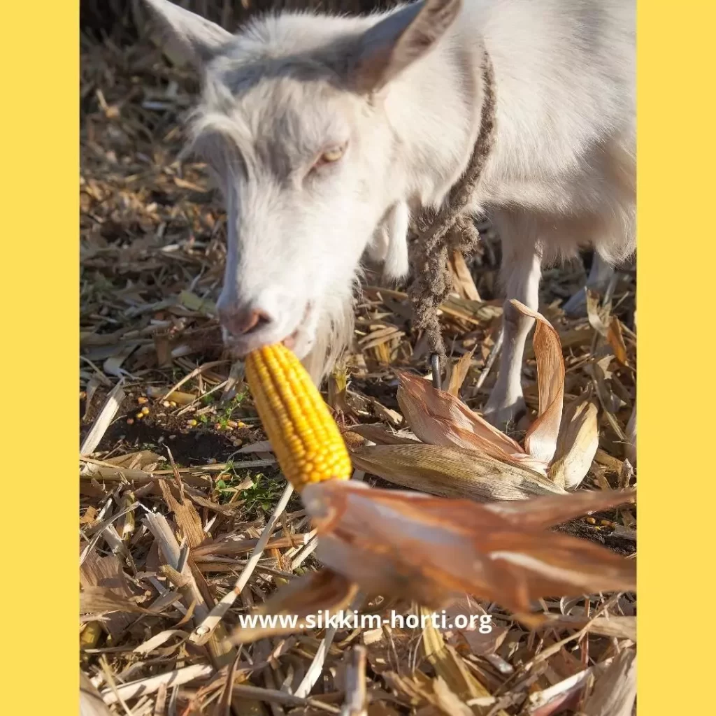 Is corn good for goats?