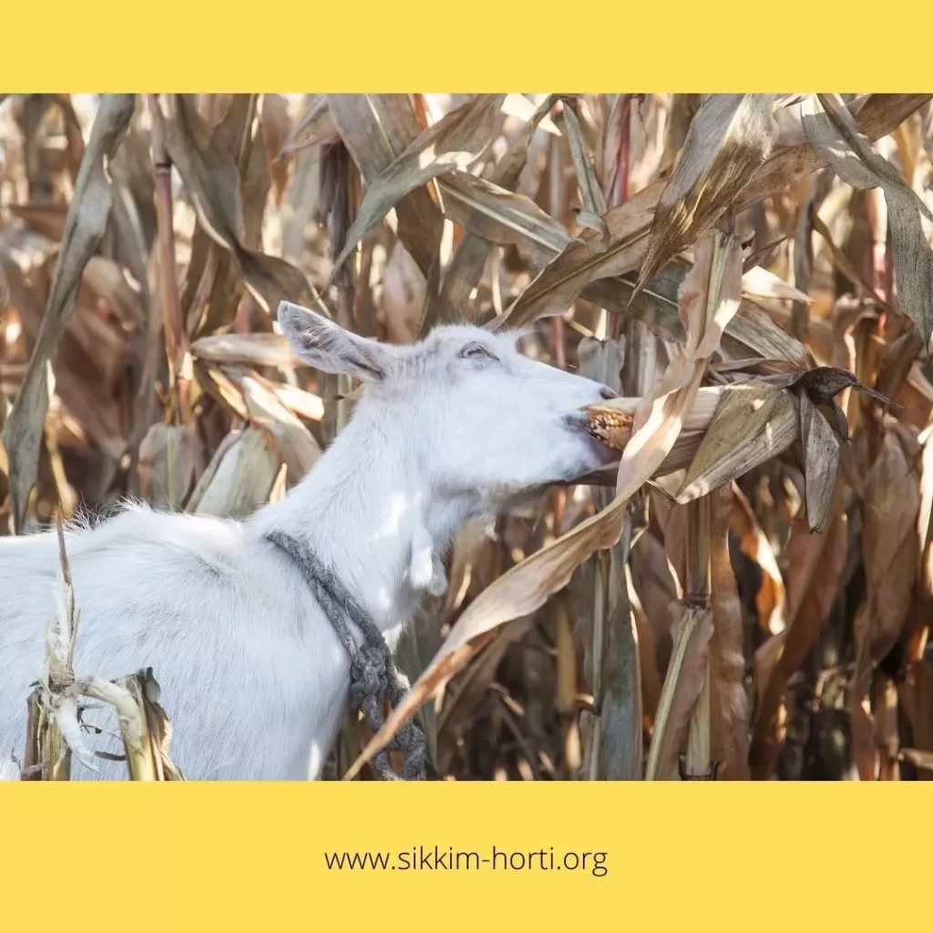 Is whole corn bad for goats?