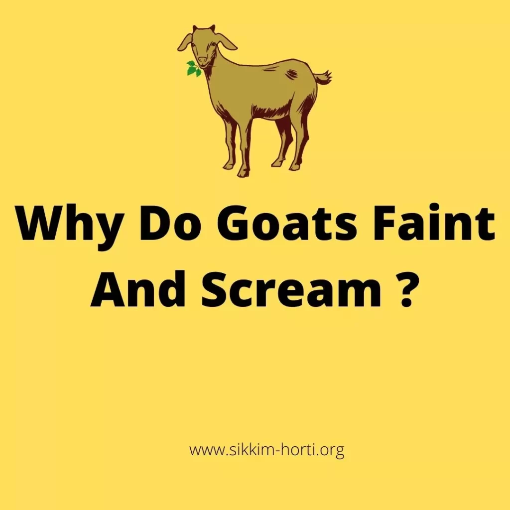 Why Do Goats Faint And Scream ?