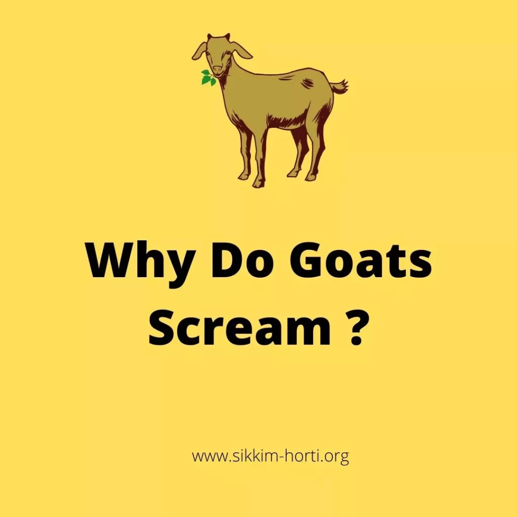 Why Do Goats Scream 