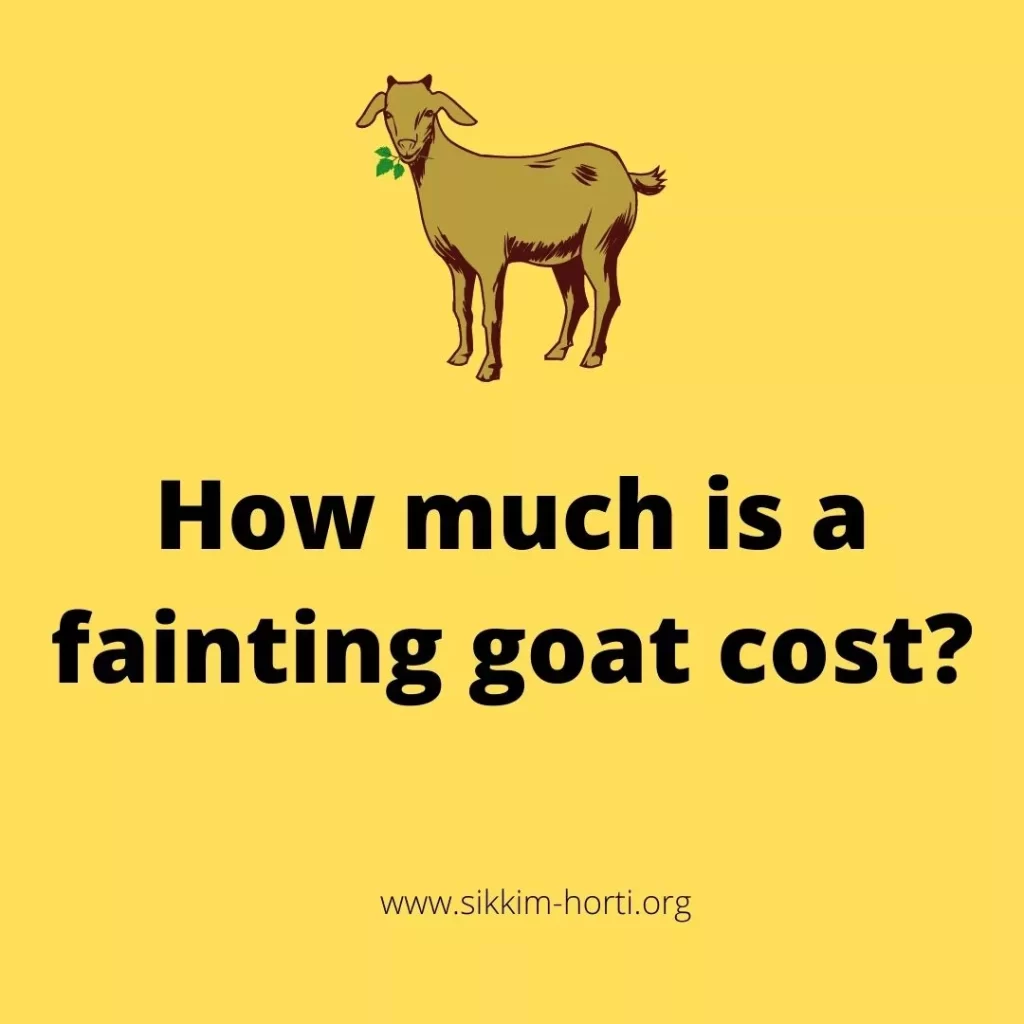 How Much is a Fainting Goat Cost 