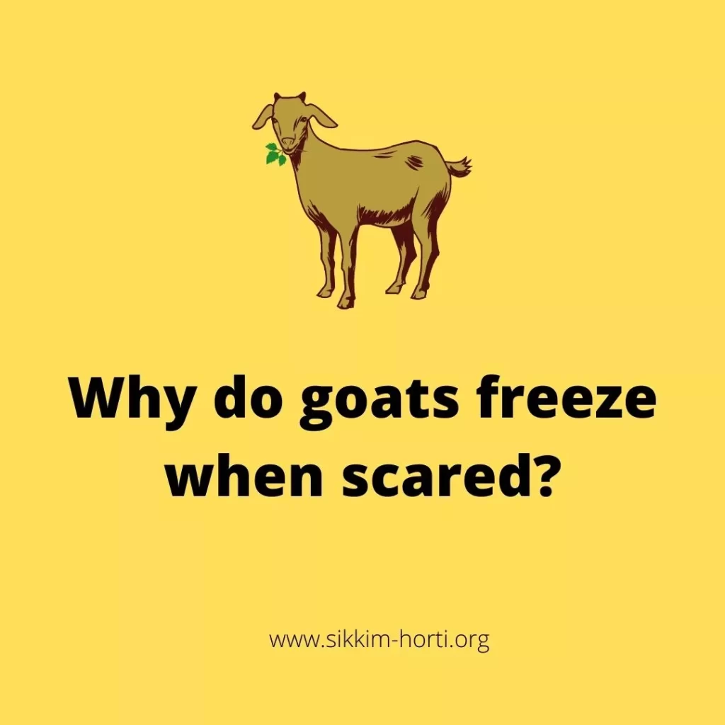 Why do Goats Freeze when scared 