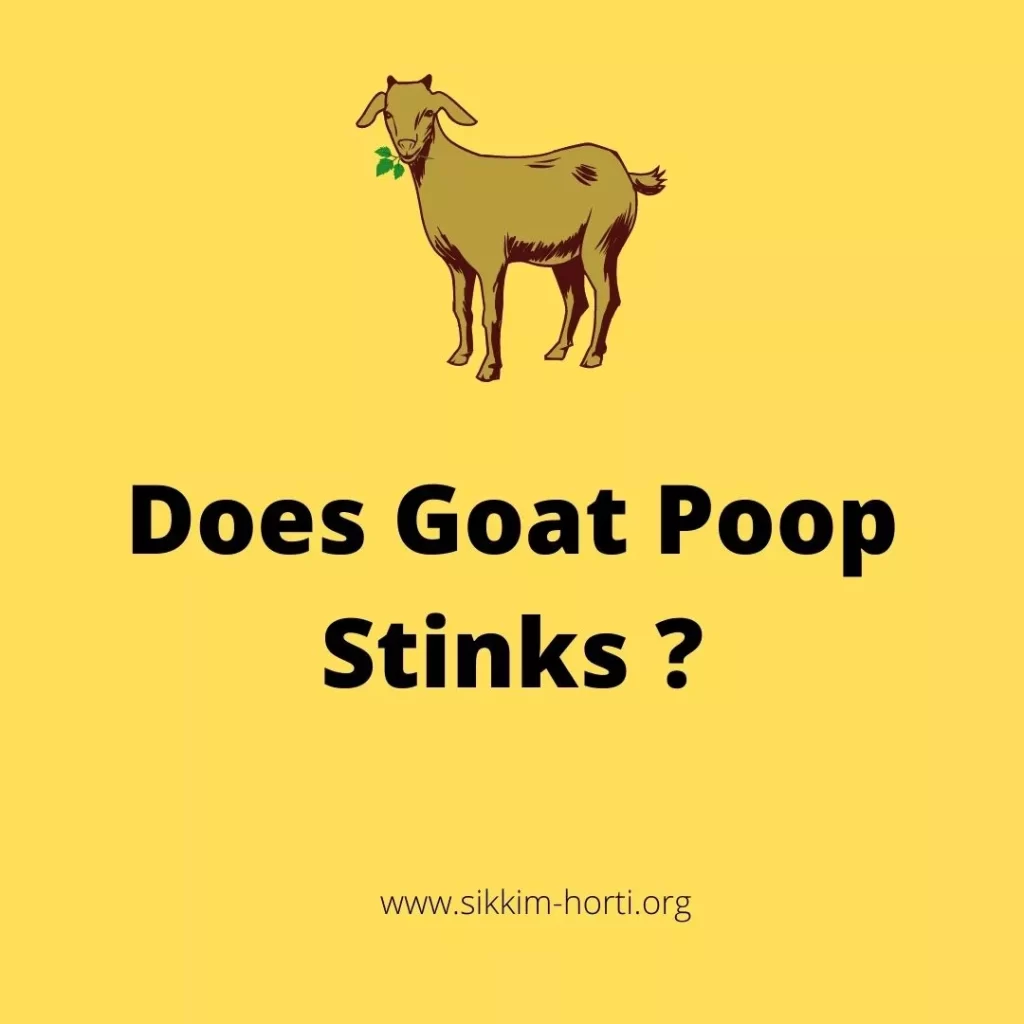 Does Goat Poop Stinks  ?