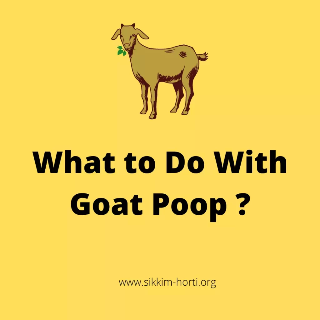 Why Do Goats Poop Pellets 