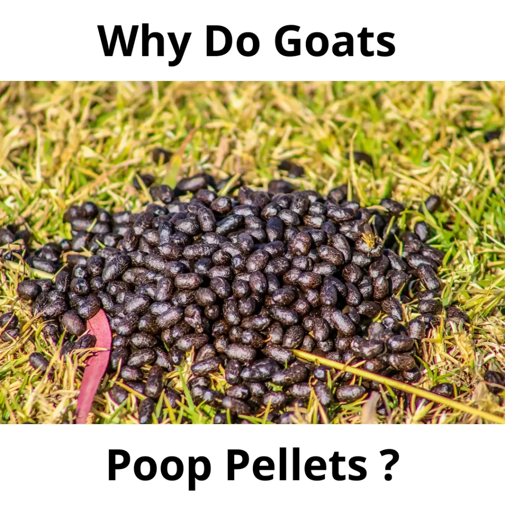 Why Do Goats Poop Pellets