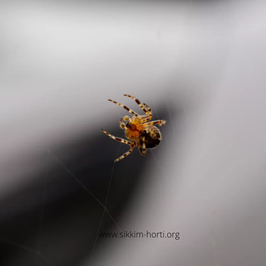 Spiders Wiggle Their bums