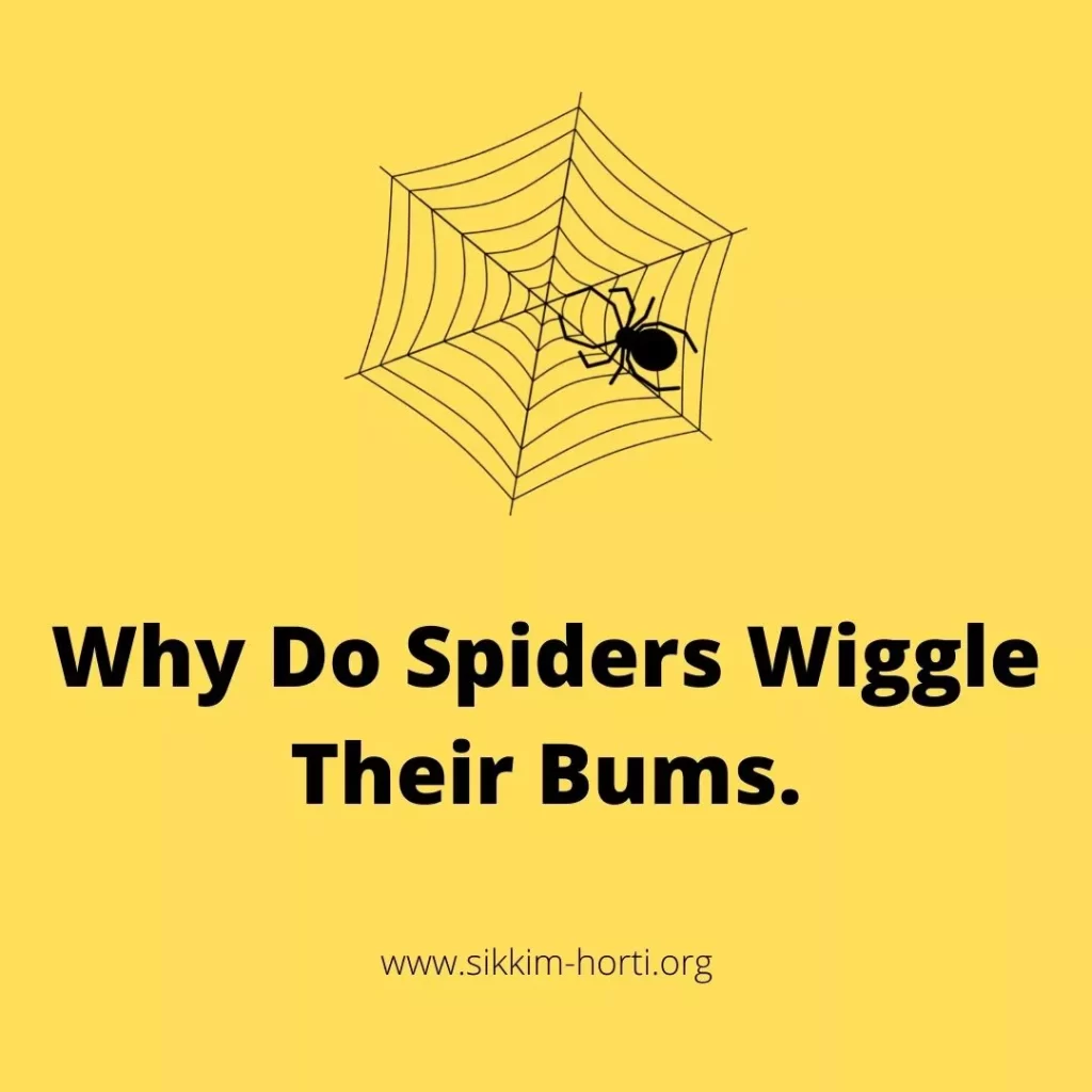 Why Do Spiders Wiggle Their Bums