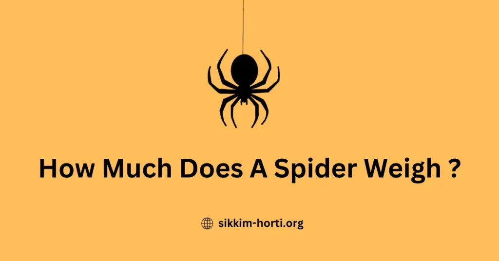How Much Does A Spider Weigh