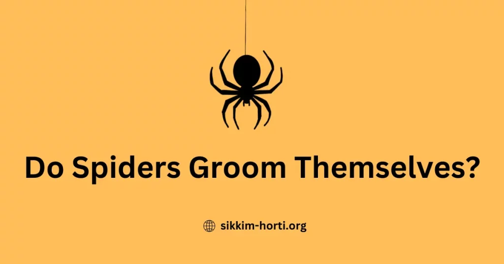 Do Spiders Groom Themselves ?