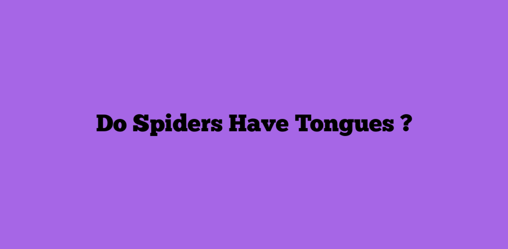 Do Spiders Have Tongues ?