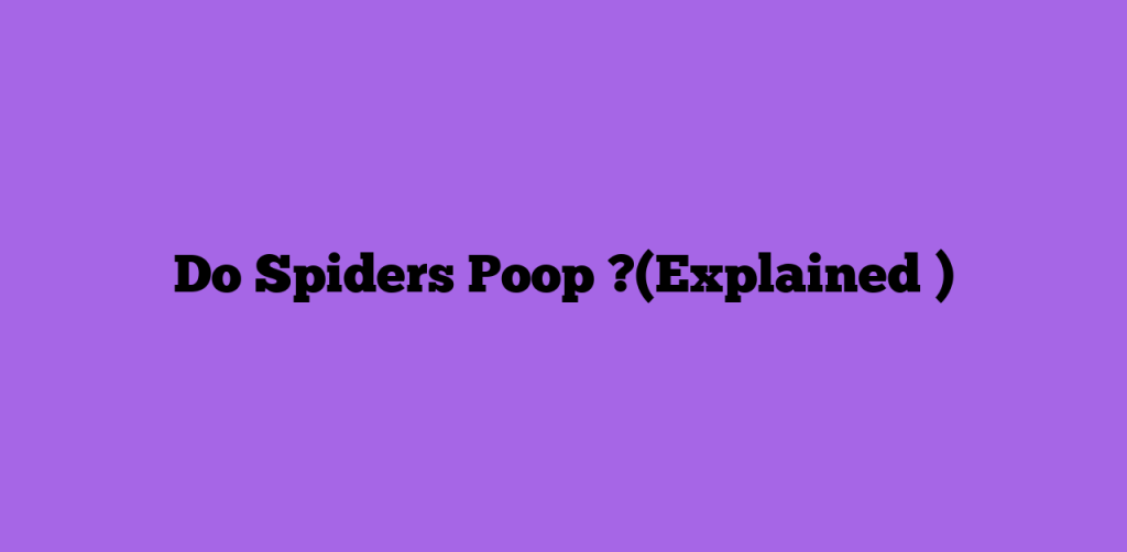 Do Spiders Poop ?(Explained )