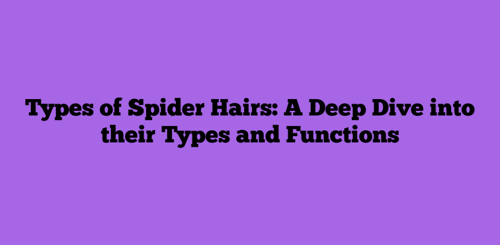 Types of Spider Hairs: A Deep Dive into their Types and Functions
