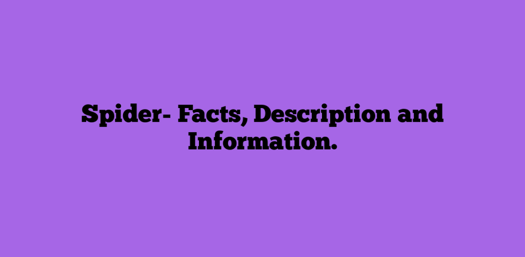 Spider- Facts, Description and Information.