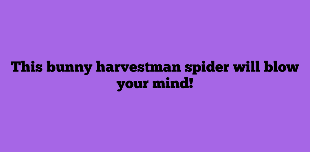 This bunny harvestman spider will blow your mind!